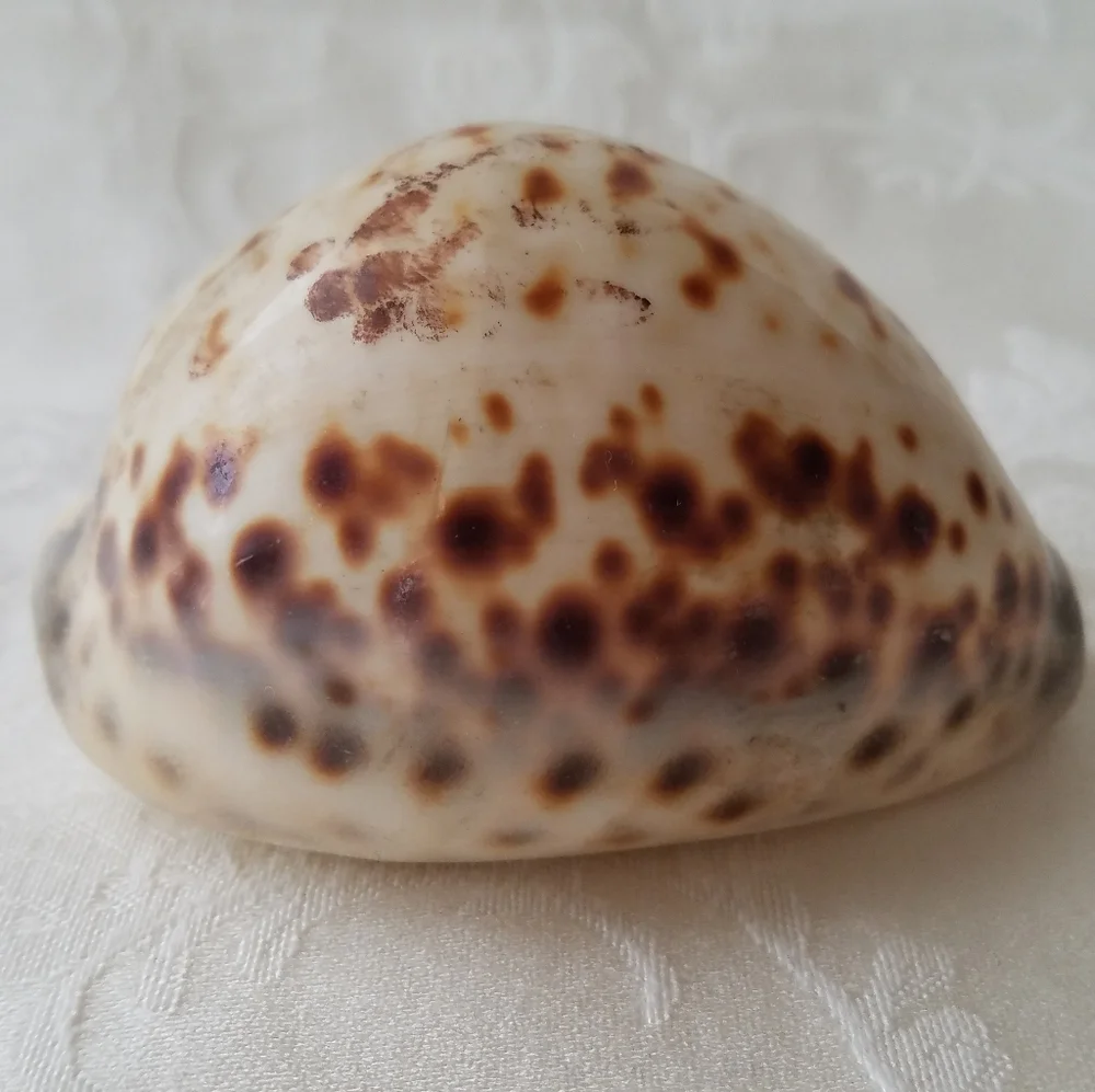 Beautiful Natural Sea Shell - Picture 2 of 7